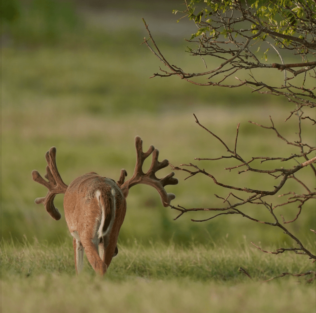M3 Whitetails are Texas deer breeders that specialize in raising and selling whitetail Breeder Bucks, whitetail DMP Bucks, whitetail Stocker Bucks, as well as open and bred whitetail does. Big Texas Typicals are what buyers want when buying Texas DMP Bucks, Stocker Bucks, and Breeder Bucks. Our whitetail deer for sale are sure to impress prospective buyers and are priced competitively.