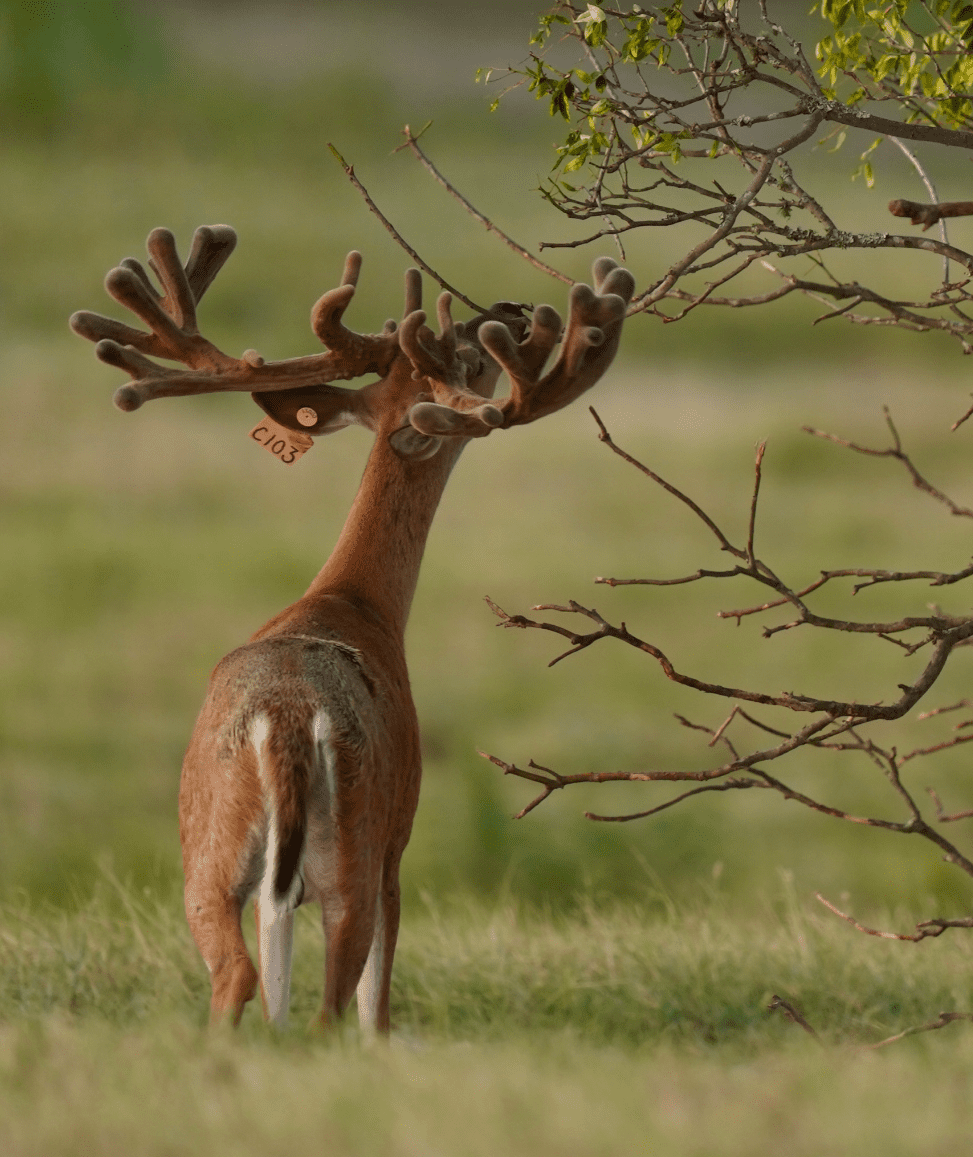 M3 Whitetails are Texas deer breeders that specialize in raising and selling whitetail Breeder Bucks, whitetail DMP Bucks, whitetail Stocker Bucks, as well as open and bred whitetail does. Big Texas Typicals are what buyers want when buying Texas DMP Bucks, Stocker Bucks, and Breeder Bucks. Our whitetail deer for sale are sure to impress prospective buyers and are priced competitively.