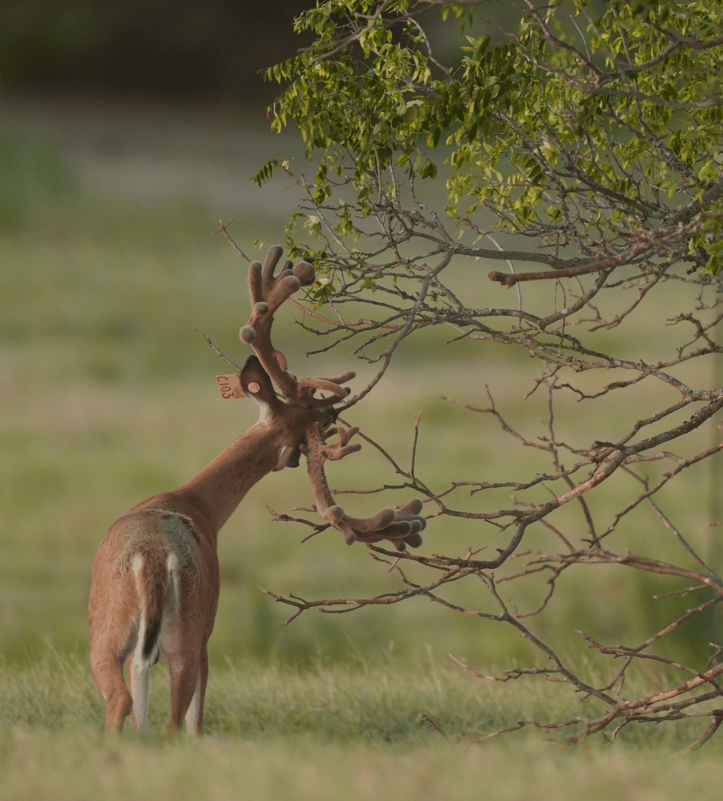 M3 Whitetails are Texas deer breeders that specialize in raising and selling whitetail Breeder Bucks, whitetail DMP Bucks, whitetail Stocker Bucks, as well as open and bred whitetail does. Big Texas Typicals are what buyers want when buying Texas DMP Bucks, Stocker Bucks, and Breeder Bucks. Our whitetail deer for sale are sure to impress prospective buyers and are priced competitively.