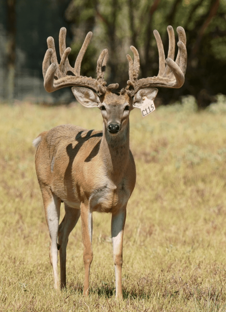 M3 Whitetails are Texas deer breeders that specialize in raising and selling whitetail Breeder Bucks, whitetail DMP Bucks, whitetail Stocker Bucks, as well as open and bred whitetail does. Big Texas Typicals are what buyers want when buying Texas DMP Bucks, Stocker Bucks, and Breeder Bucks. Our whitetail deer for sale are sure to impress prospective buyers and are priced competitively.