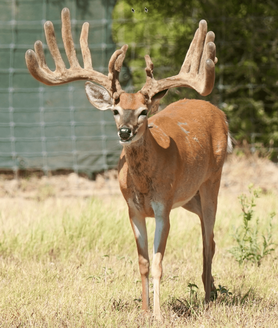 M3 Whitetails are Texas deer breeders that specialize in raising and selling whitetail Breeder Bucks, whitetail DMP Bucks, whitetail Stocker Bucks, as well as open and bred whitetail does. Big Texas Typicals are what buyers want when buying Texas DMP Bucks, Stocker Bucks, and Breeder Bucks. Our whitetail deer for sale are sure to impress prospective buyers and are priced competitively.