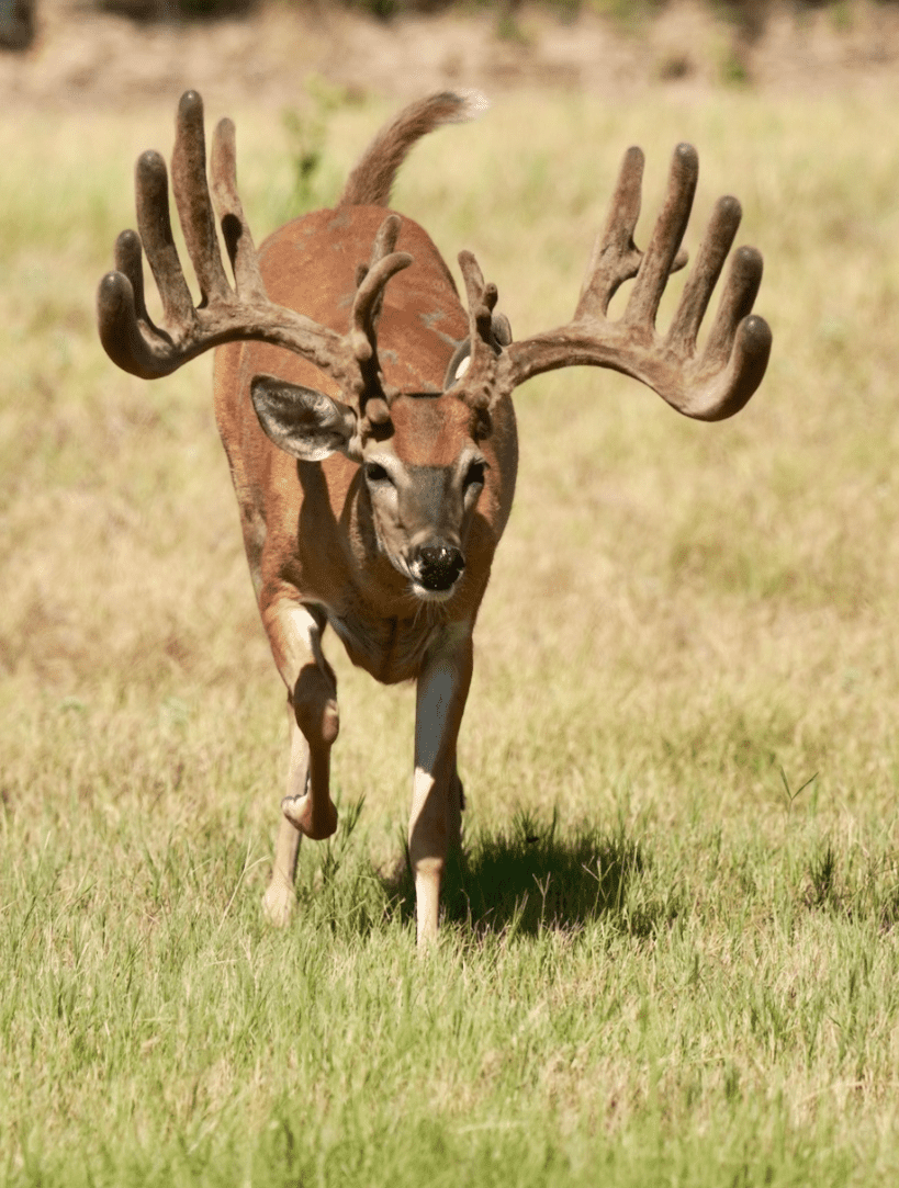 M3 Whitetails are Texas deer breeders that specialize in raising and selling whitetail Breeder Bucks, whitetail DMP Bucks, whitetail Stocker Bucks, as well as open and bred whitetail does. Big Texas Typicals are what buyers want when buying Texas DMP Bucks, Stocker Bucks, and Breeder Bucks. Our whitetail deer for sale are sure to impress prospective buyers and are priced competitively.