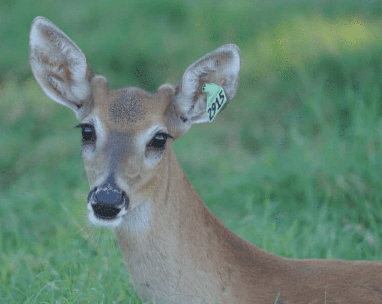 M3 Whitetails are Texas deer breeders that specialize in raising and selling whitetail Breeder Bucks, whitetail DMP Bucks, whitetail Stocker Bucks, as well as open and bred whitetail does. Big Texas Typicals are what buyers want when buying Texas DMP Bucks, Stocker Bucks, and Breeder Bucks. Our whitetail deer for sale are sure to impress prospective buyers and are priced competitively.