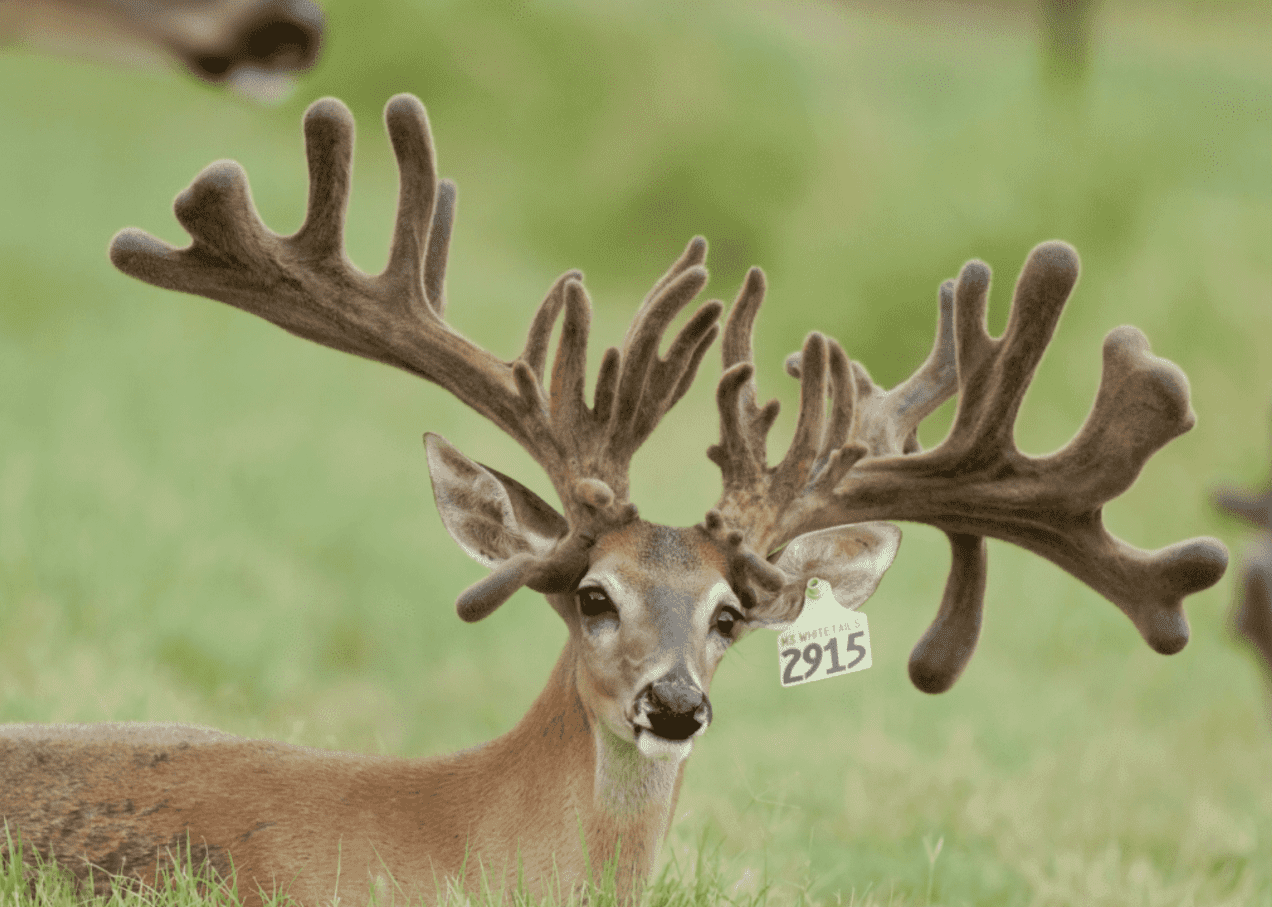 M3 Whitetails are Texas deer breeders that specialize in raising and selling whitetail Breeder Bucks, whitetail DMP Bucks, whitetail Stocker Bucks, as well as open and bred whitetail does. Big Texas Typicals are what buyers want when buying Texas DMP Bucks, Stocker Bucks, and Breeder Bucks. Our whitetail deer for sale are sure to impress prospective buyers and are priced competitively.