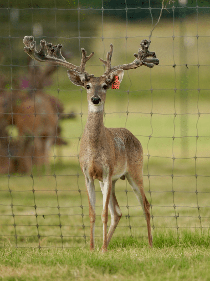M3 Whitetails are Texas deer breeders that specialize in raising and selling whitetail Breeder Bucks, whitetail DMP Bucks, whitetail Stocker Bucks, as well as open and bred whitetail does. Big Texas Typicals are what buyers want when buying Texas DMP Bucks, Stocker Bucks, and Breeder Bucks. Our whitetail deer for sale are sure to impress prospective buyers and are priced competitively.