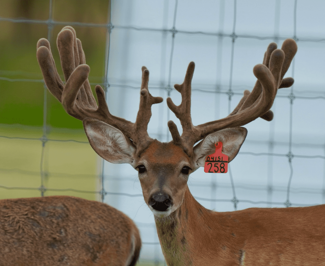 M3 Whitetails are Texas deer breeders that specialize in raising and selling whitetail Breeder Bucks, whitetail DMP Bucks, whitetail Stocker Bucks, as well as open and bred whitetail does. Big Texas Typicals are what buyers want when buying Texas DMP Bucks, Stocker Bucks, and Breeder Bucks. Our whitetail deer for sale are sure to impress prospective buyers and are priced competitively.