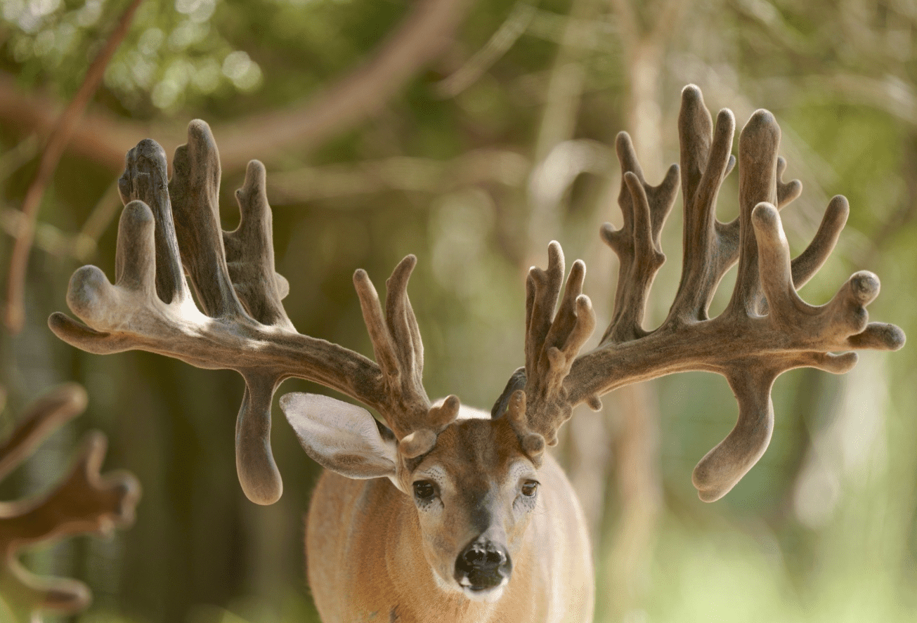 M3 Whitetails are Texas deer breeders that specialize in raising and selling whitetail Breeder Bucks, whitetail DMP Bucks, whitetail Stocker Bucks, as well as open and bred whitetail does. Big Texas Typicals are what buyers want when buying Texas DMP Bucks, Stocker Bucks, and Breeder Bucks. Our whitetail deer for sale are sure to impress prospective buyers and are priced competitively.