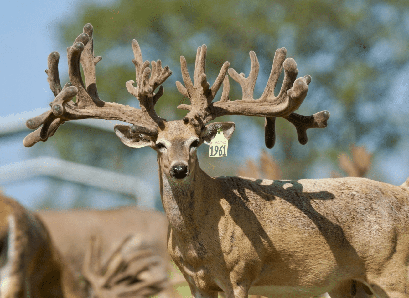 M3 Whitetails are Texas deer breeders that specialize in raising and selling whitetail Breeder Bucks, whitetail DMP Bucks, whitetail Stocker Bucks, as well as open and bred whitetail does. Big Texas Typicals are what buyers want when buying Texas DMP Bucks, Stocker Bucks, and Breeder Bucks. Our whitetail deer for sale are sure to impress prospective buyers and are priced competitively.