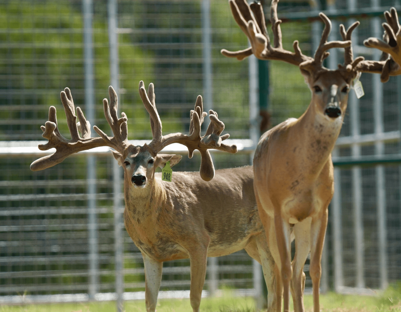 M3 Whitetails are Texas deer breeders that specialize in raising and selling whitetail Breeder Bucks, whitetail DMP Bucks, whitetail Stocker Bucks, as well as open and bred whitetail does. Big Texas Typicals are what buyers want when buying Texas DMP Bucks, Stocker Bucks, and Breeder Bucks. Our whitetail deer for sale are sure to impress prospective buyers and are priced competitively.