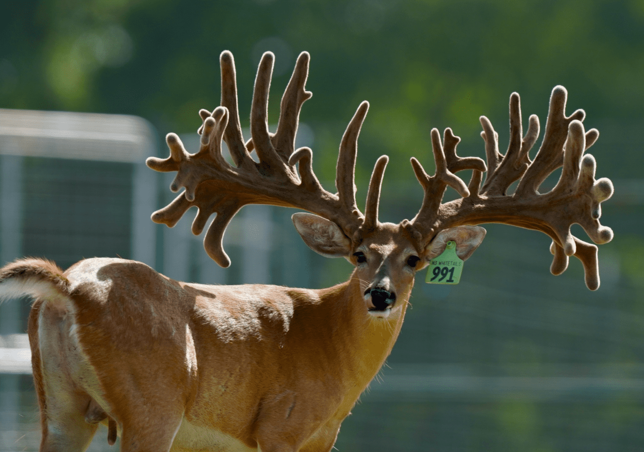 M3 Whitetails are Texas deer breeders that specialize in raising and selling whitetail Breeder Bucks, whitetail DMP Bucks, whitetail Stocker Bucks, as well as open and bred whitetail does. Big Texas Typicals are what buyers want when buying Texas DMP Bucks, Stocker Bucks, and Breeder Bucks. Our whitetail deer for sale are sure to impress prospective buyers and are priced competitively.