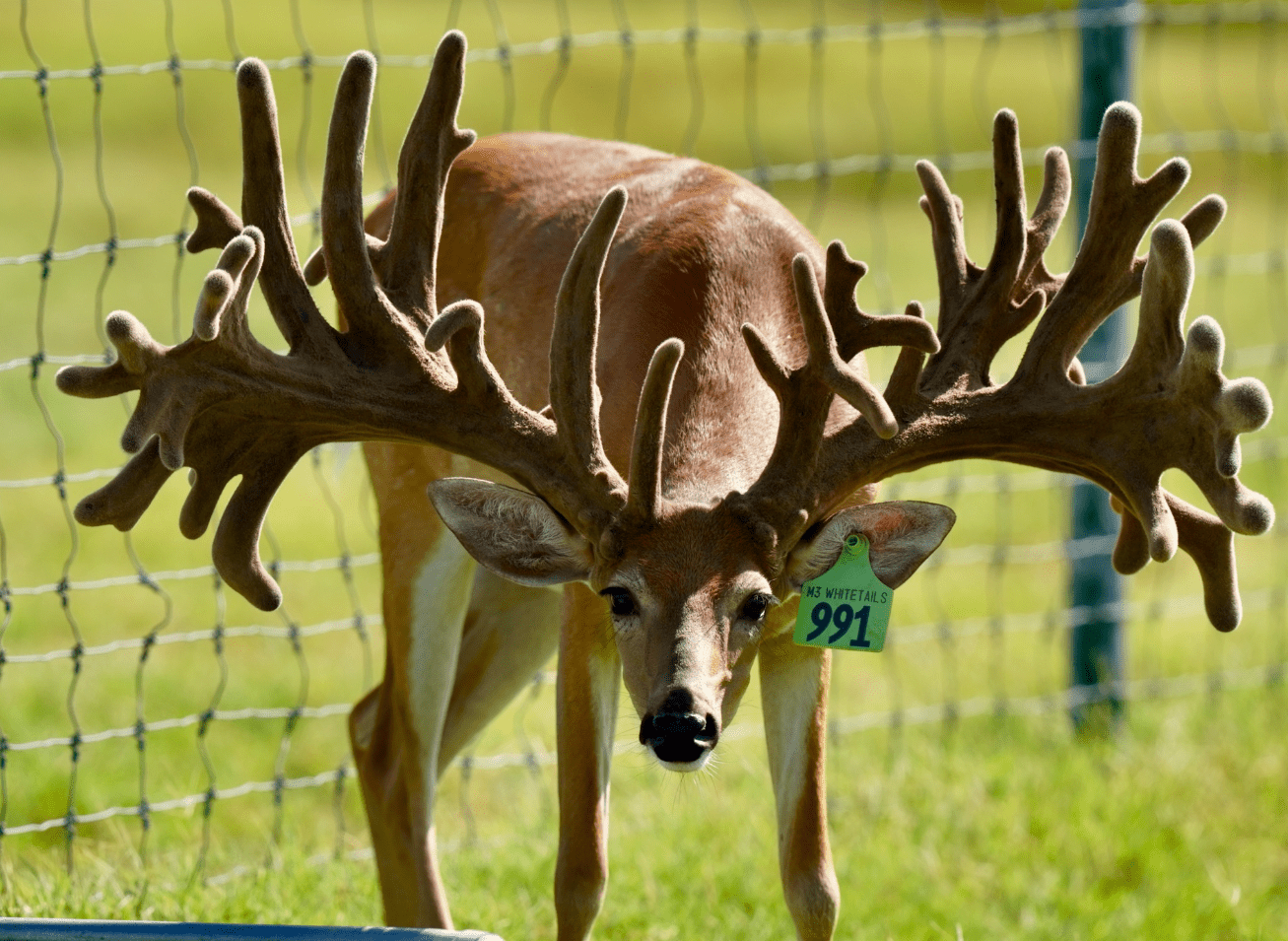 M3 Whitetails are Texas deer breeders that specialize in raising and selling whitetail Breeder Bucks, whitetail DMP Bucks, whitetail Stocker Bucks, as well as open and bred whitetail does. Big Texas Typicals are what buyers want when buying Texas DMP Bucks, Stocker Bucks, and Breeder Bucks. Our whitetail deer for sale are sure to impress prospective buyers and are priced competitively.