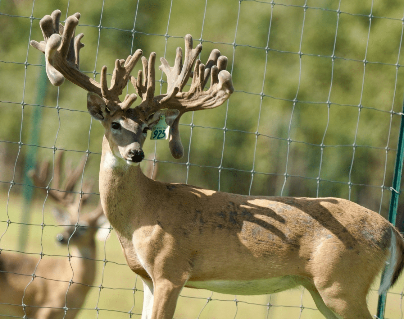 M3 Whitetails are Texas deer breeders that specialize in raising and selling whitetail Breeder Bucks, whitetail DMP Bucks, whitetail Stocker Bucks, as well as open and bred whitetail does. Big Texas Typicals are what buyers want when buying Texas DMP Bucks, Stocker Bucks, and Breeder Bucks. Our whitetail deer for sale are sure to impress prospective buyers and are priced competitively.