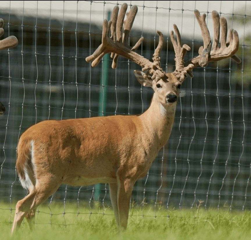 M3 Whitetails are Texas deer breeders that specialize in raising and selling whitetail Breeder Bucks, whitetail DMP Bucks, whitetail Stocker Bucks, as well as open and bred whitetail does. Big Texas Typicals are what buyers want when buying Texas DMP Bucks, Stocker Bucks, and Breeder Bucks. Our whitetail deer for sale are sure to impress prospective buyers and are priced competitively.