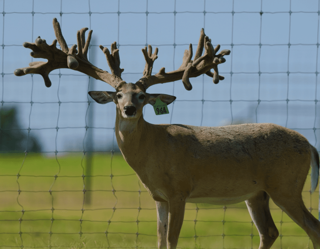 M3 Whitetails are Texas deer breeders that specialize in raising and selling whitetail Breeder Bucks, whitetail DMP Bucks, whitetail Stocker Bucks, as well as open and bred whitetail does. Big Texas Typicals are what buyers want when buying Texas DMP Bucks, Stocker Bucks, and Breeder Bucks. Our whitetail deer for sale are sure to impress prospective buyers and are priced competitively.