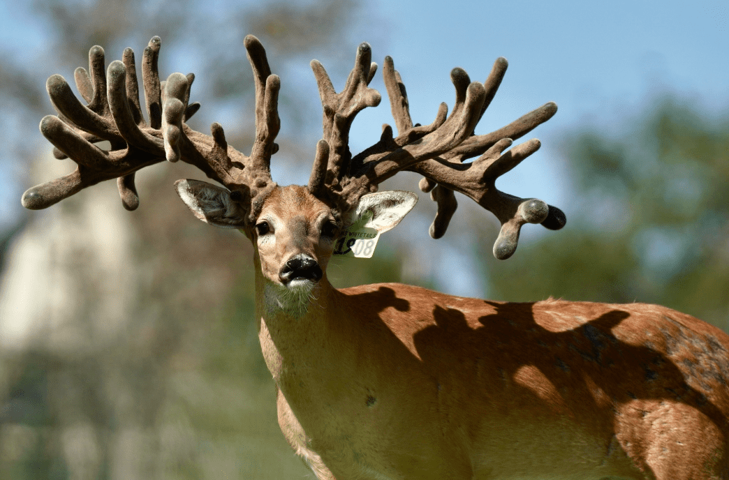 M3 Whitetails are Texas deer breeders that specialize in raising and selling whitetail Breeder Bucks, whitetail DMP Bucks, whitetail Stocker Bucks, as well as open and bred whitetail does. Big Texas Typicals are what buyers want when buying Texas DMP Bucks, Stocker Bucks, and Breeder Bucks. Our whitetail deer for sale are sure to impress prospective buyers and are priced competitively.