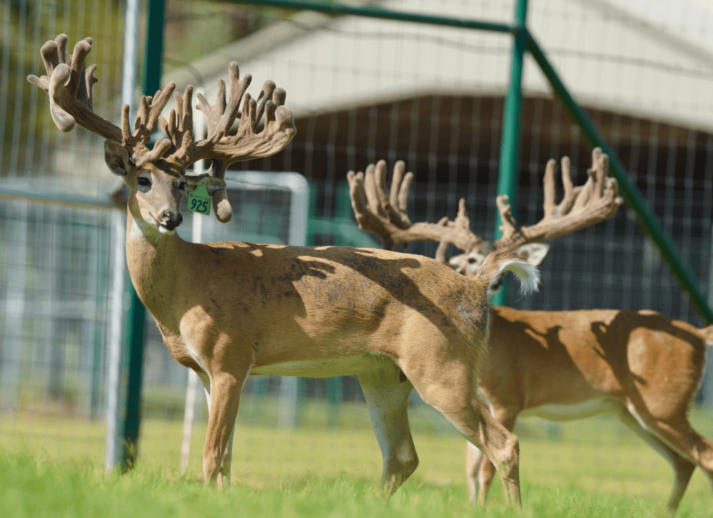 M3 Whitetails are Texas deer breeders that specialize in raising and selling whitetail Breeder Bucks, whitetail DMP Bucks, whitetail Stocker Bucks, as well as open and bred whitetail does. Big Texas Typicals are what buyers want when buying Texas DMP Bucks, Stocker Bucks, and Breeder Bucks. Our whitetail deer for sale are sure to impress prospective buyers and are priced competitively.