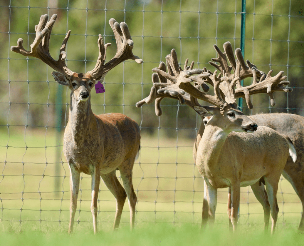 M3 Whitetails are Texas deer breeders that specialize in raising and selling whitetail Breeder Bucks, whitetail DMP Bucks, whitetail Stocker Bucks, as well as open and bred whitetail does. Big Texas Typicals are what buyers want when buying Texas DMP Bucks, Stocker Bucks, and Breeder Bucks. Our whitetail deer for sale are sure to impress prospective buyers and are priced competitively.