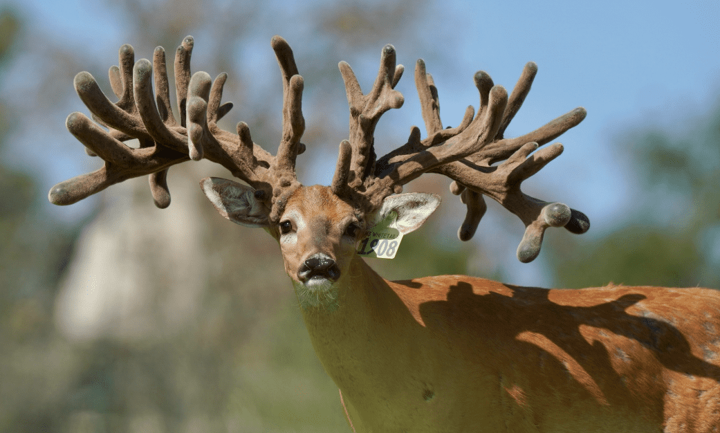 M3 Whitetails are Texas deer breeders that specialize in raising and selling whitetail Breeder Bucks, whitetail DMP Bucks, whitetail Stocker Bucks, as well as open and bred whitetail does. Big Texas Typicals are what buyers want when buying Texas DMP Bucks, Stocker Bucks, and Breeder Bucks. Our whitetail deer for sale are sure to impress prospective buyers and are priced competitively.