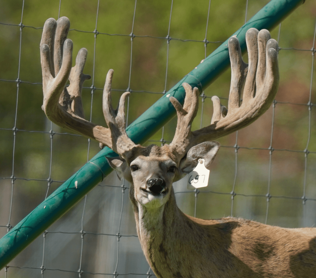 M3 Whitetails are Texas deer breeders that specialize in raising and selling whitetail Breeder Bucks, whitetail DMP Bucks, whitetail Stocker Bucks, as well as open and bred whitetail does. Big Texas Typicals are what buyers want when buying Texas DMP Bucks, Stocker Bucks, and Breeder Bucks. Our whitetail deer for sale are sure to impress prospective buyers and are priced competitively.