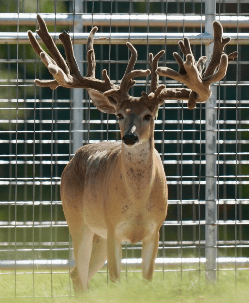 M3 Whitetails are Texas deer breeders that specialize in raising and selling whitetail Breeder Bucks, whitetail DMP Bucks, whitetail Stocker Bucks, as well as open and bred whitetail does. Big Texas Typicals are what buyers want when buying Texas DMP Bucks, Stocker Bucks, and Breeder Bucks. Our whitetail deer for sale are sure to impress prospective buyers and are priced competitively.