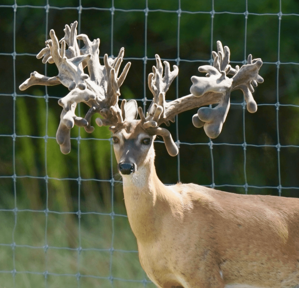 M3 Whitetails are Texas deer breeders that specialize in raising and selling whitetail Breeder Bucks, whitetail DMP Bucks, whitetail Stocker Bucks, as well as open and bred whitetail does. Big Texas Typicals are what buyers want when buying Texas DMP Bucks, Stocker Bucks, and Breeder Bucks. Our whitetail deer for sale are sure to impress prospective buyers and are priced competitively.