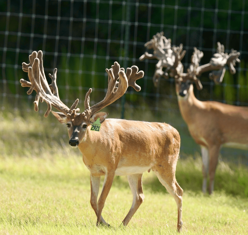 M3 Whitetails are Texas deer breeders that specialize in raising and selling whitetail Breeder Bucks, whitetail DMP Bucks, whitetail Stocker Bucks, as well as open and bred whitetail does. Big Texas Typicals are what buyers want when buying Texas DMP Bucks, Stocker Bucks, and Breeder Bucks. Our whitetail deer for sale are sure to impress prospective buyers and are priced competitively.