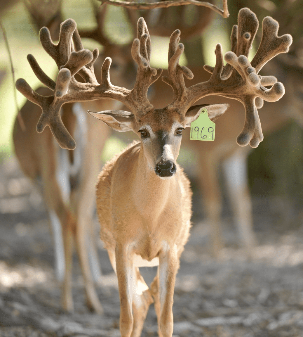 M3 Whitetails are Texas deer breeders that specialize in raising and selling whitetail Breeder Bucks, whitetail DMP Bucks, whitetail Stocker Bucks, as well as open and bred whitetail does. Big Texas Typicals are what buyers want when buying Texas DMP Bucks, Stocker Bucks, and Breeder Bucks. Our whitetail deer for sale are sure to impress prospective buyers and are priced competitively.