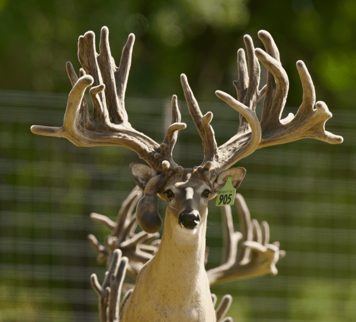 M3 Whitetails are Texas deer breeders that specialize in raising and selling whitetail Breeder Bucks, whitetail DMP Bucks, whitetail Stocker Bucks, as well as open and bred whitetail does. Big Texas Typicals are what buyers want when buying Texas DMP Bucks, Stocker Bucks, and Breeder Bucks. Our whitetail deer for sale are sure to impress prospective buyers and are priced competitively.