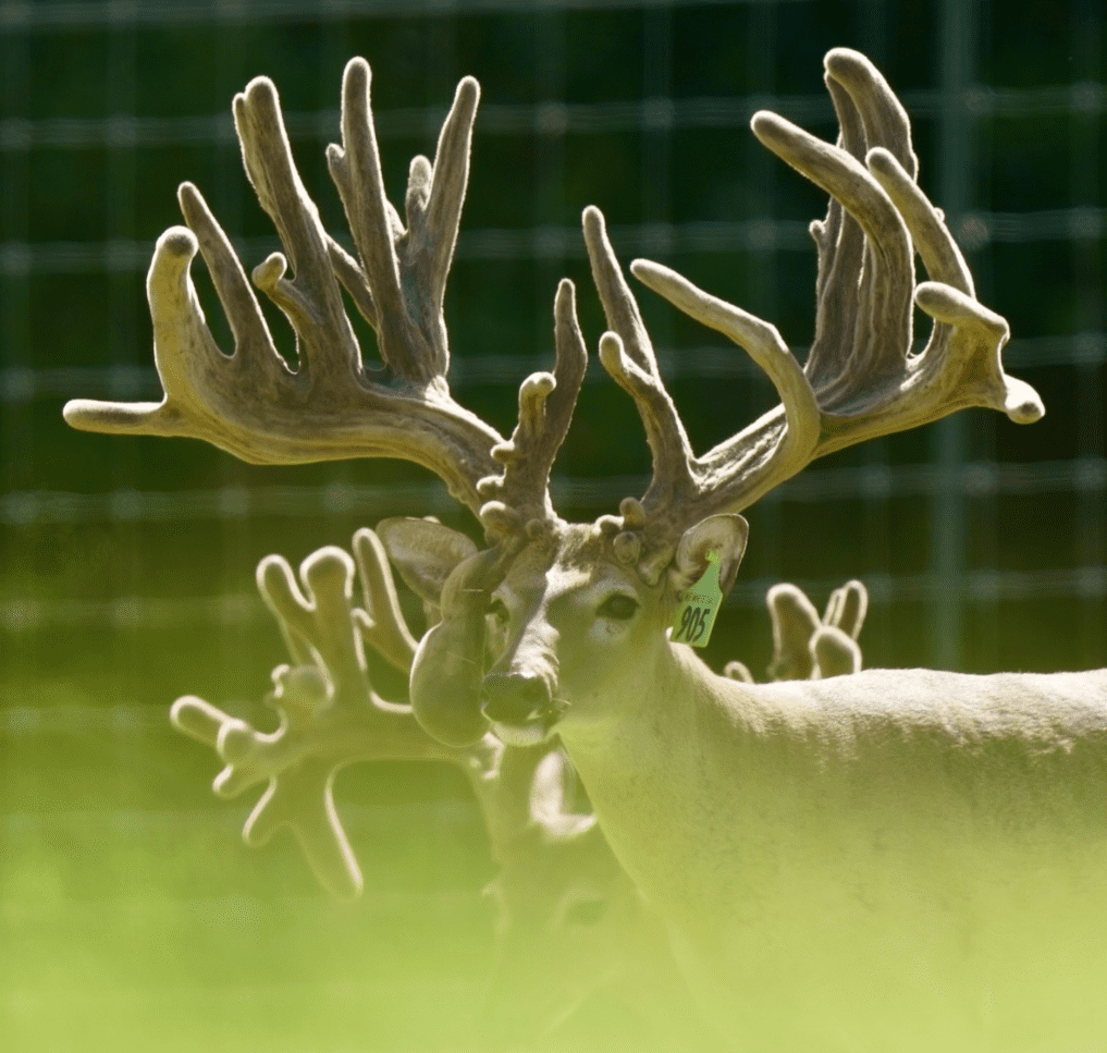 M3 Whitetails are Texas deer breeders that specialize in raising and selling whitetail Breeder Bucks, whitetail DMP Bucks, whitetail Stocker Bucks, as well as open and bred whitetail does. Big Texas Typicals are what buyers want when buying Texas DMP Bucks, Stocker Bucks, and Breeder Bucks. Our whitetail deer for sale are sure to impress prospective buyers and are priced competitively.
