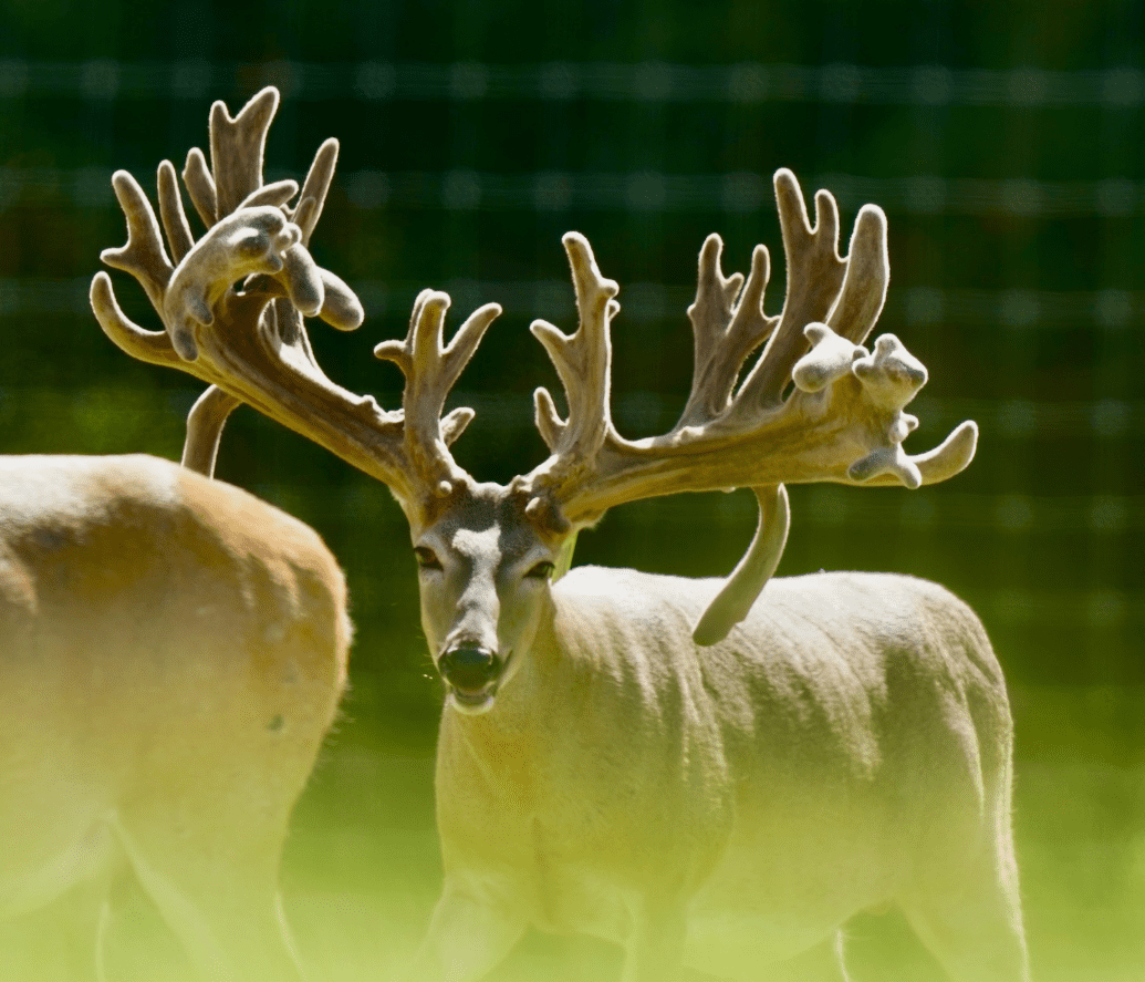 M3 Whitetails are Texas deer breeders that specialize in raising and selling whitetail Breeder Bucks, whitetail DMP Bucks, whitetail Stocker Bucks, as well as open and bred whitetail does. Big Texas Typicals are what buyers want when buying Texas DMP Bucks, Stocker Bucks, and Breeder Bucks. Our whitetail deer for sale are sure to impress prospective buyers and are priced competitively.