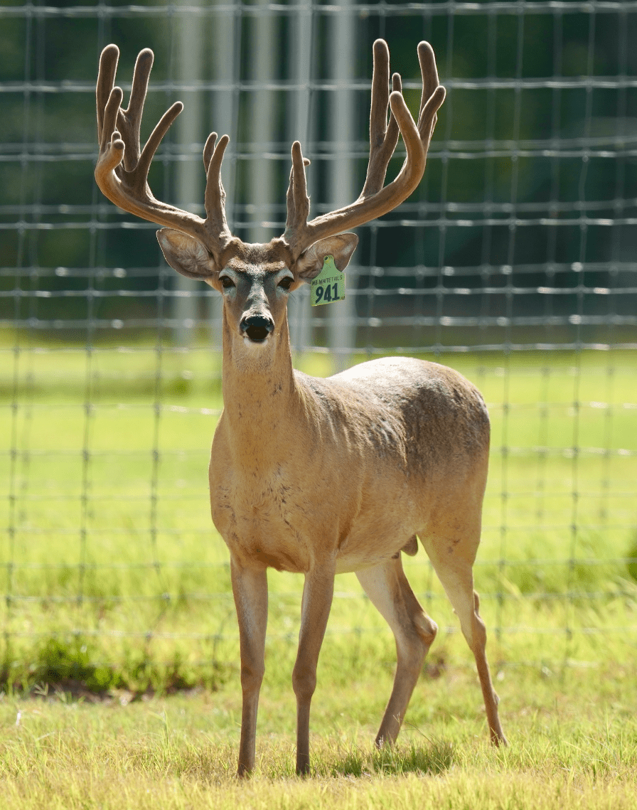 M3 Whitetails are Texas deer breeders that specialize in raising and selling whitetail Breeder Bucks, whitetail DMP Bucks, whitetail Stocker Bucks, as well as open and bred whitetail does. Big Texas Typicals are what buyers want when buying Texas DMP Bucks, Stocker Bucks, and Breeder Bucks. Our whitetail deer for sale are sure to impress prospective buyers and are priced competitively.