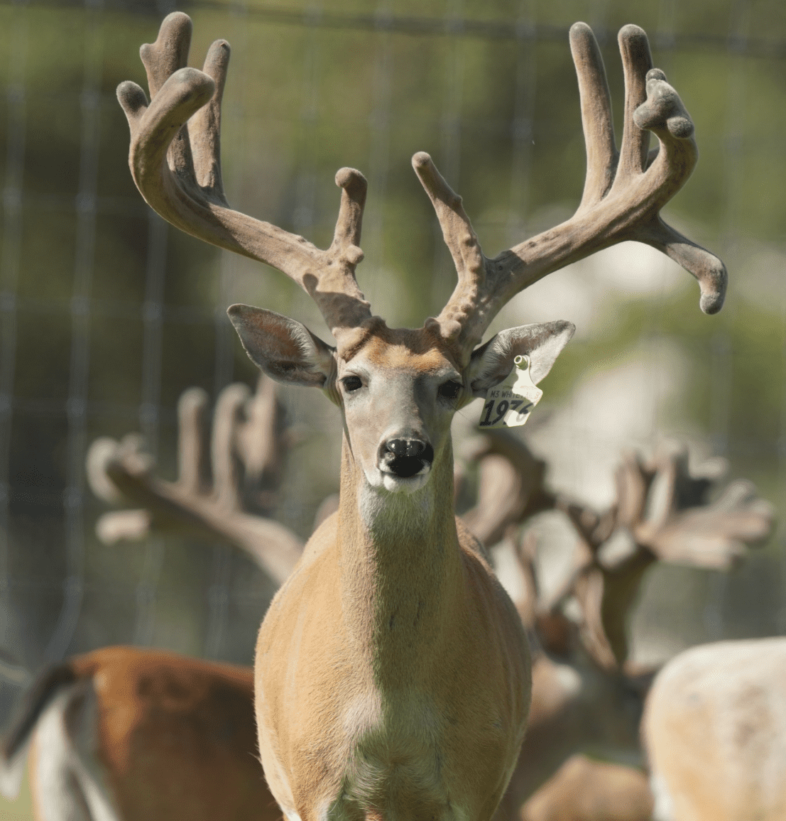 M3 Whitetails are Texas deer breeders that specialize in raising and selling whitetail Breeder Bucks, whitetail DMP Bucks, whitetail Stocker Bucks, as well as open and bred whitetail does. Big Texas Typicals are what buyers want when buying Texas DMP Bucks, Stocker Bucks, and Breeder Bucks. Our whitetail