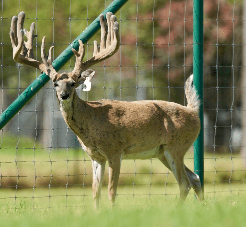 M3 Whitetails are Texas deer breeders that specialize in raising and selling whitetail Breeder Bucks, whitetail DMP Bucks, whitetail Stocker Bucks, as well as open and bred whitetail does. Big Texas Typicals are what buyers want when buying Texas DMP Bucks, Stocker Bucks, and Breeder Bucks. Our whitetail deer for sale are sure to impress prospective buyers and are priced competitively.