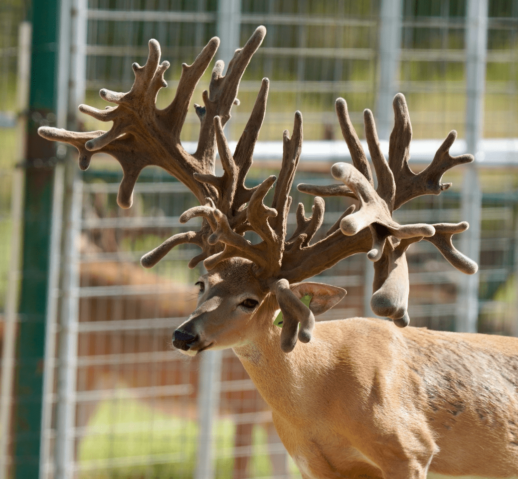 M3 Whitetails are Texas deer breeders that specialize in raising and selling whitetail Breeder Bucks, whitetail DMP Bucks, whitetail Stocker Bucks, as well as open and bred whitetail does. Big Texas Typicals are what buyers want when buying Texas DMP Bucks, Stocker Bucks, and Breeder Bucks. Our whitetail deer for sale are sure to impress prospective buyers and are priced competitively.