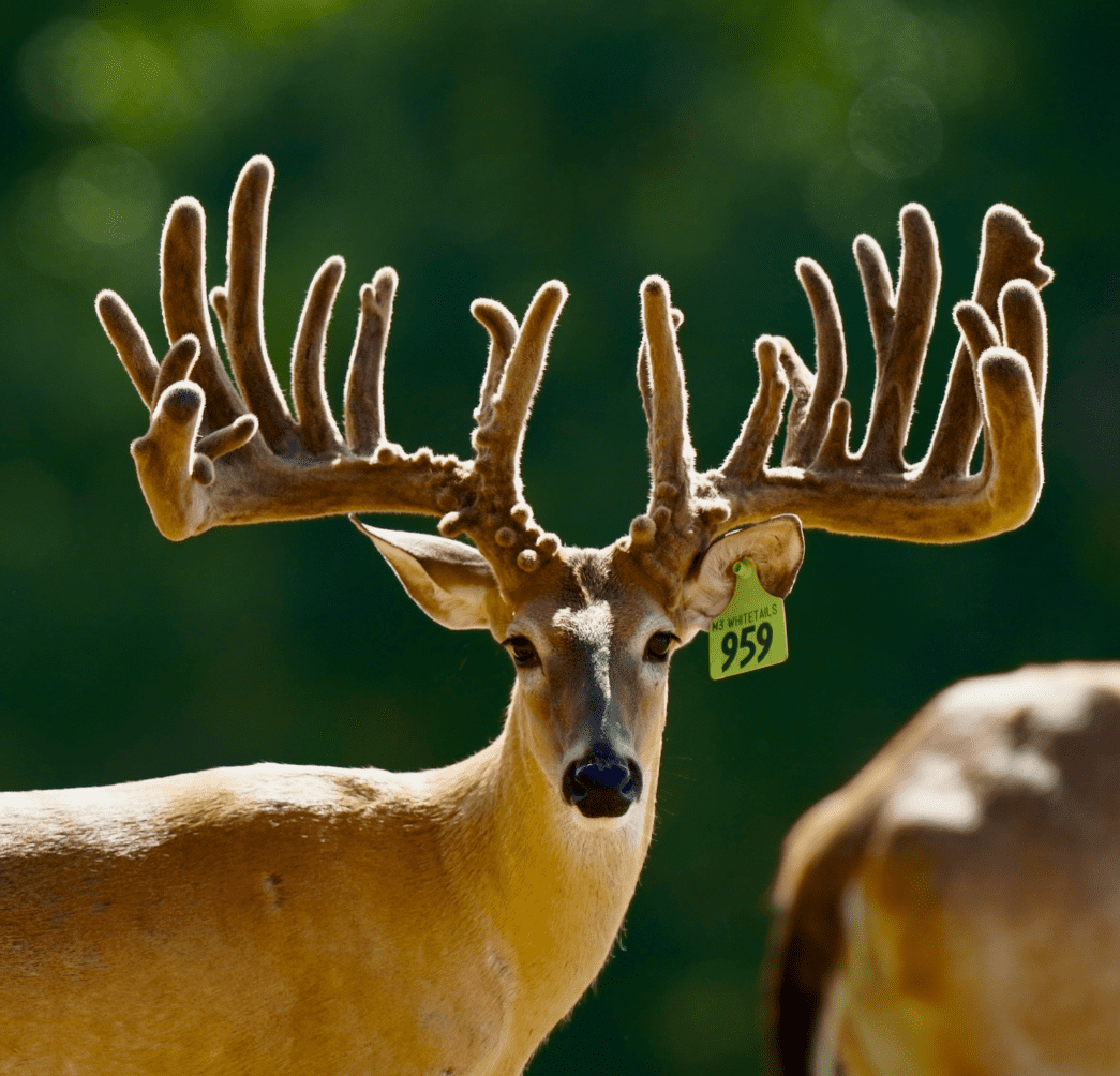 M3 Whitetails are Texas deer breeders that specialize in raising and selling whitetail Breeder Bucks, whitetail DMP Bucks, whitetail Stocker Bucks, as well as open and bred whitetail does. Big Texas Typicals are what buyers want when buying Texas DMP Bucks, Stocker Bucks, and Breeder Bucks. Our whitetail deer for sale are sure to impress prospective buyers and are priced competitively.