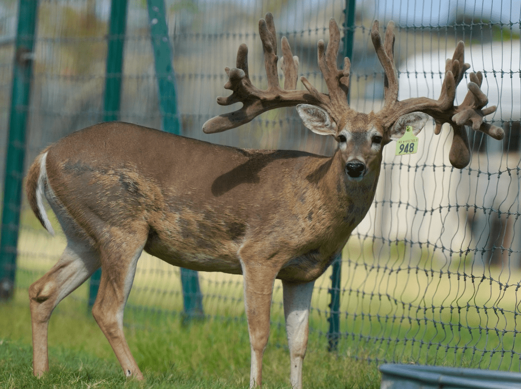 M3 Whitetails are Texas deer breeders that specialize in raising and selling whitetail Breeder Bucks, whitetail DMP Bucks, whitetail Stocker Bucks, as well as open and bred whitetail does. Big Texas Typicals are what buyers want when buying Texas DMP Bucks, Stocker Bucks, and Breeder Bucks. Our whitetail deer for sale are sure to impress prospective buyers and are priced competitively.