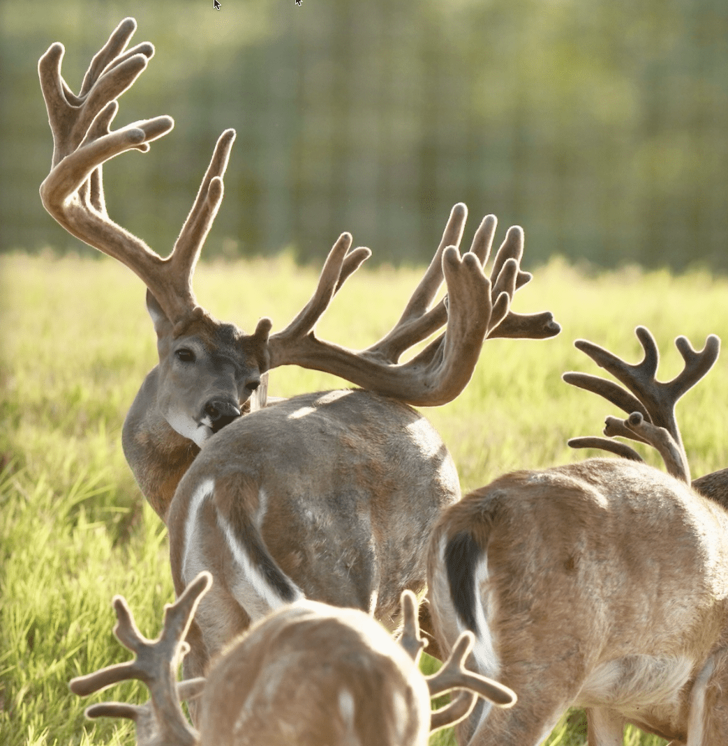 M3 Whitetails are Texas deer breeders that specialize in raising and selling whitetail Breeder Bucks, whitetail DMP Bucks, whitetail Stocker Bucks, as well as open and bred whitetail does. Big Texas Typicals are what buyers want when buying Texas DMP Bucks, Stocker Bucks, and Breeder Bucks. Our whitetail deer for sale are sure to impress prospective buyers and are priced competitively.