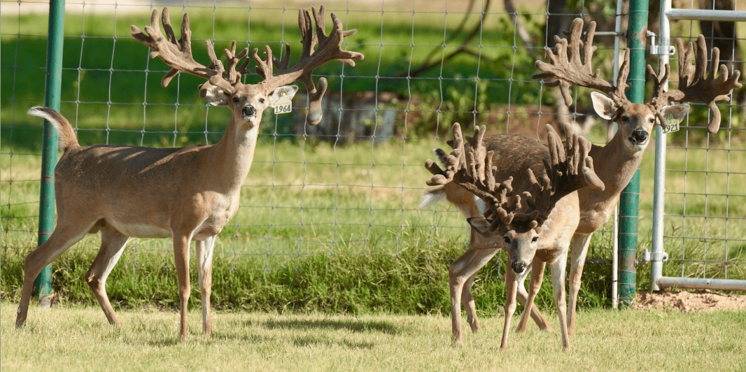 M3 Whitetails are Texas deer breeders that specialize in raising and selling whitetail Breeder Bucks, whitetail DMP Bucks, whitetail Stocker Bucks, as well as open and bred whitetail does. Big Texas Typicals are what buyers want when buying Texas DMP Bucks, Stocker Bucks, and Breeder Bucks. Our whitetail deer for sale are sure to impress prospective buyers and are priced competitively.