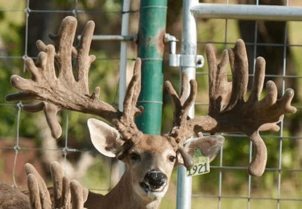 This M3 Whitetails buck is growing out nicely at our Texas whitetail deer farm. M3 Whitetails are Texas deer breeders that specialize in raising and selling whitetail Breeder Bucks, whitetail DMP Bucks, whitetail Stocker Bucks, as well as open and bred whitetail does. Big Texas Typicals are what buyers want when buying Texas DMP Bucks, Stocker Bucks, and Breeder Bucks. Our whitetail deer for sale are sure to impress prospective buyers and are priced competitively.