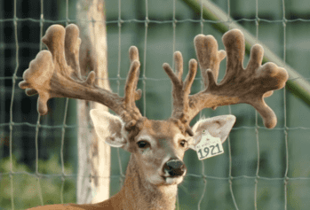 M3 Whitetails are Texas deer breeders that specialize in raising and selling whitetail Breeder Bucks, whitetail DMP Bucks, whitetail Stocker Bucks, as well as open and bred whitetail does. Big Texas Typicals are what buyers want when buying Texas DMP Bucks, Stocker Bucks, and Breeder Bucks. Our whitetail deer for sale are sure to impress prospective buyers and are priced competitively.