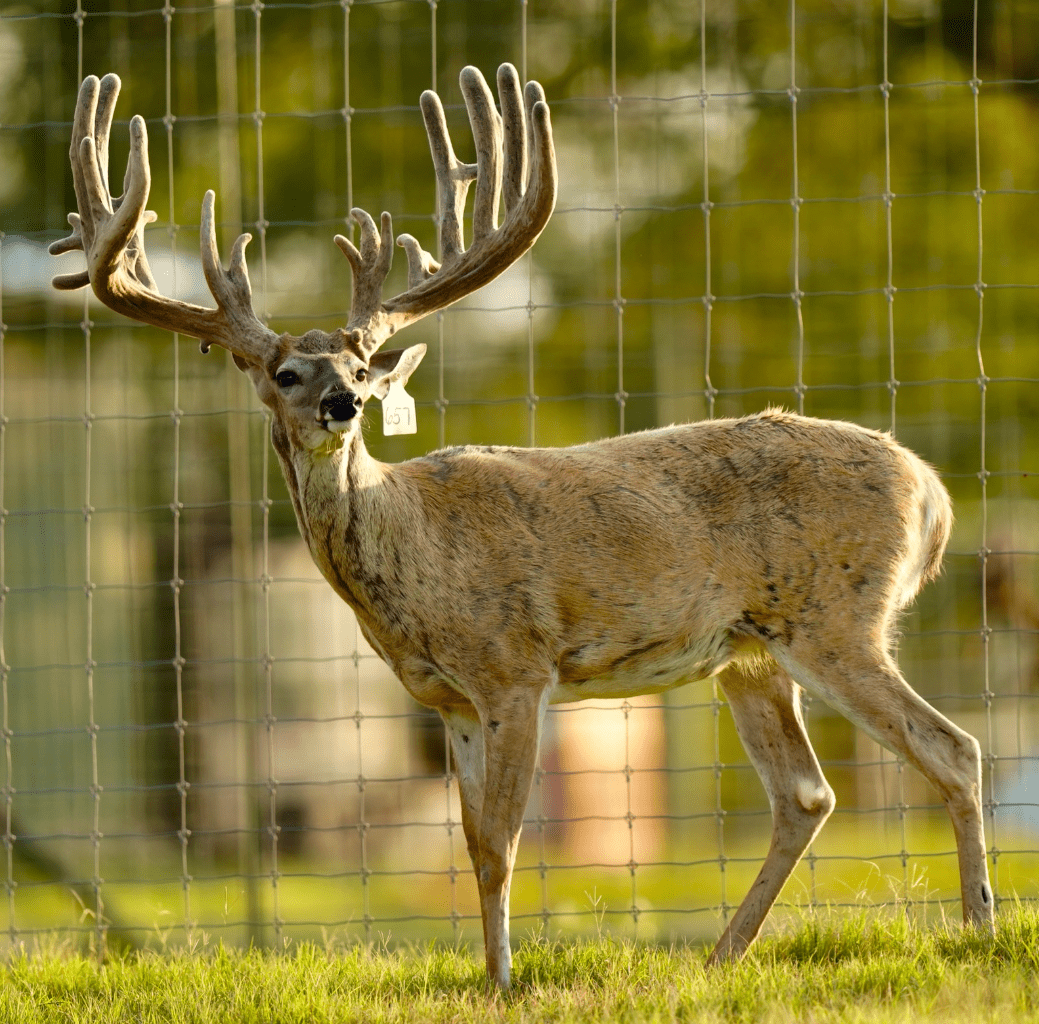 M3 Whitetails are Texas deer breeders that specialize in raising and selling whitetail Breeder Bucks, whitetail DMP Bucks, whitetail Stocker Bucks, as well as open and bred whitetail does. Big Texas Typicals are what buyers want when buying Texas DMP Bucks, Stocker Bucks, and Breeder Bucks. Our whitetail deer for sale are sure to impress prospective buyers and are priced competitively.