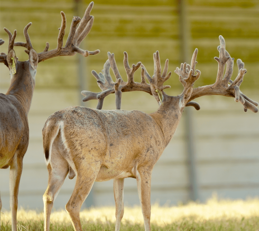 M3 Whitetails are Texas deer breeders that specialize in raising and selling whitetail Breeder Bucks, whitetail DMP Bucks, whitetail Stocker Bucks, as well as open and bred whitetail does. Big Texas Typicals are what buyers want when buying Texas DMP Bucks, Stocker Bucks, and Breeder Bucks. Our whitetail deer for sale are sure to impress prospective buyers and are priced competitively.