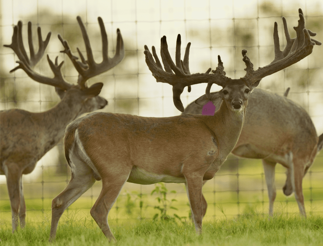 M3 Whitetails are Texas deer breeders that specialize in raising and selling whitetail Breeder Bucks, whitetail DMP Bucks, whitetail Stocker Bucks, as well as open and bred whitetail does. Big Texas Typicals are what buyers want when buying Texas DMP Bucks, Stocker Bucks, and Breeder Bucks. Our whitetail deer for sale are sure to impress prospective buyers and are priced competitively.