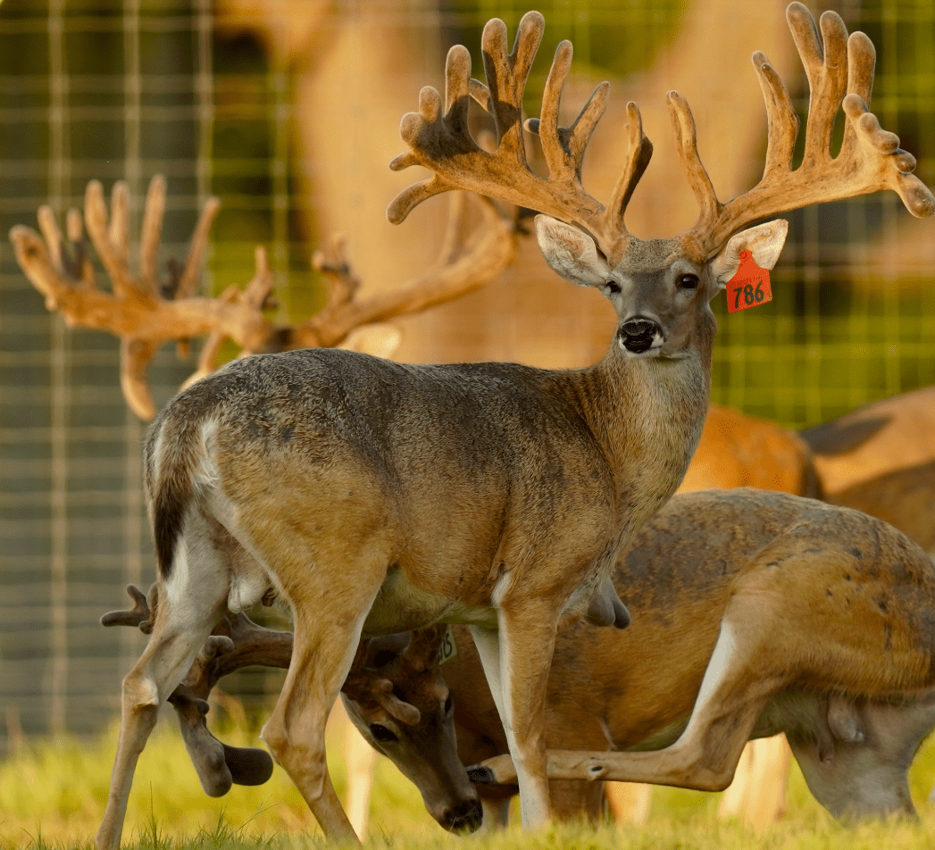 M3 Whitetails are Texas deer breeders that specialize in raising and selling whitetail Breeder Bucks, whitetail DMP Bucks, whitetail Stocker Bucks, as well as open and bred whitetail does. Big Texas Typicals are what buyers want when buying Texas DMP Bucks, Stocker Bucks, and Breeder Bucks. Our whitetail deer for sale are sure to impress prospective buyers and are priced competitively.