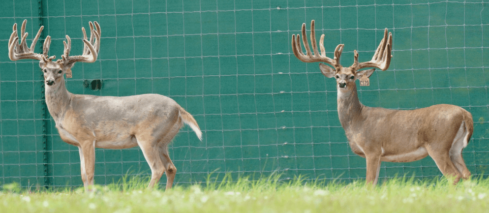 M3 Whitetails are Texas deer breeders that specialize in raising and selling whitetail Breeder Bucks, whitetail DMP Bucks, whitetail Stocker Bucks, as well as open and bred whitetail does. Big Texas Typicals are what buyers want when buying Texas DMP Bucks, Stocker Bucks, and Breeder Bucks. Our whitetail deer for sale are sure to impress prospective buyers and are priced competitively.