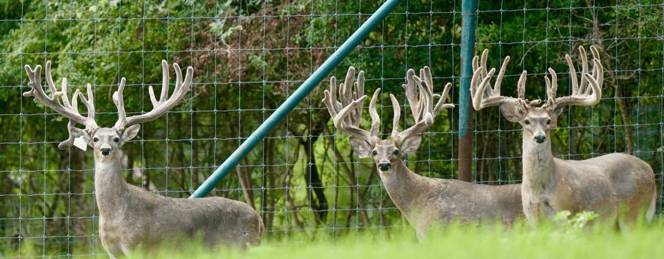 M3 Whitetails are Texas deer breeders that specialize in raising and selling whitetail Breeder Bucks, whitetail DMP Bucks, whitetail Stocker Bucks, as well as open and bred whitetail does. Big Texas Typicals are what buyers want when buying Texas DMP Bucks, Stocker Bucks, and Breeder Bucks. Our whitetail deer for sale are sure to impress prospective buyers and are priced competitively.