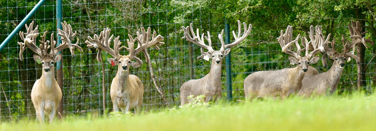 M3 Whitetails are Texas deer breeders that specialize in raising and selling whitetail Breeder Bucks, whitetail DMP Bucks, whitetail Stocker Bucks, as well as open and bred whitetail does. Big Texas Typicals are what buyers want when buying Texas DMP Bucks, Stocker Bucks, and Breeder Bucks. Our whitetail deer for sale are sure to impress prospective buyers and are priced competitively.