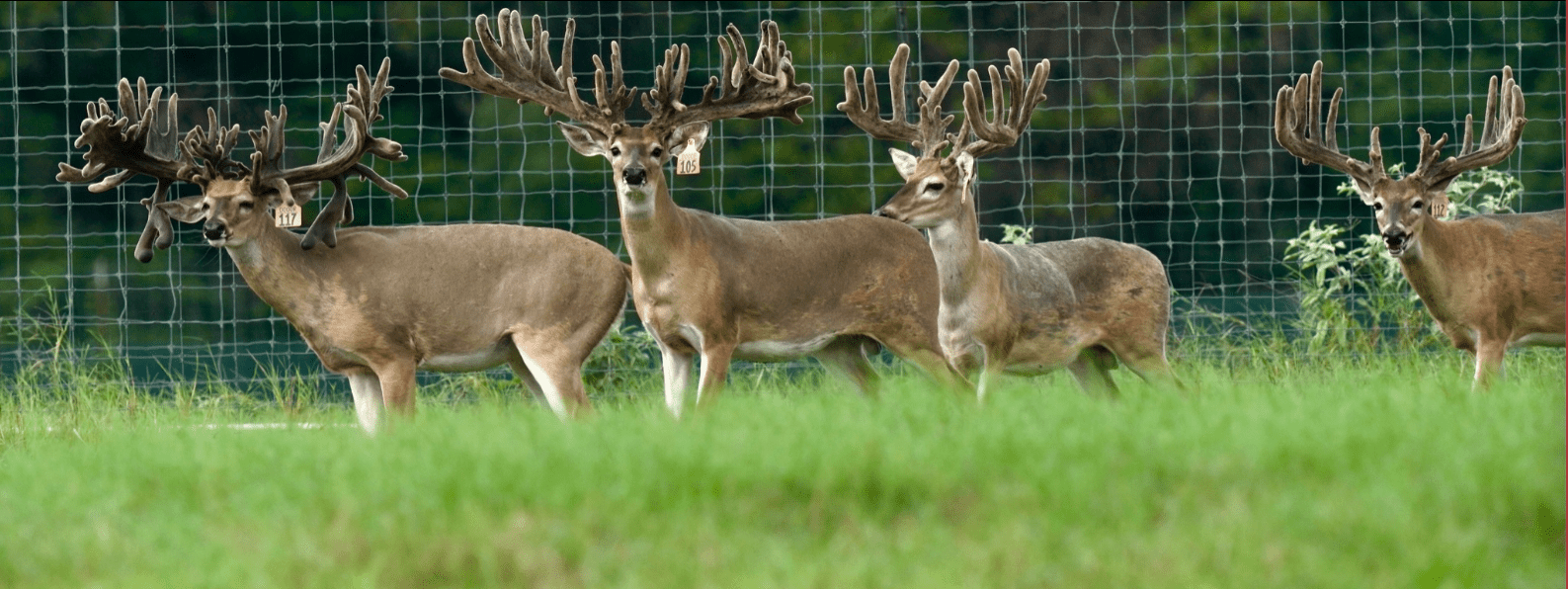 M3 Whitetails are Texas deer breeders that specialize in raising and selling whitetail Breeder Bucks, whitetail DMP Bucks, whitetail Stocker Bucks, as well as open and bred whitetail does. Big Texas Typicals are what buyers want when buying Texas DMP Bucks, Stocker Bucks, and Breeder Bucks. Our whitetail deer for sale are sure to impress prospective buyers and are priced competitively.