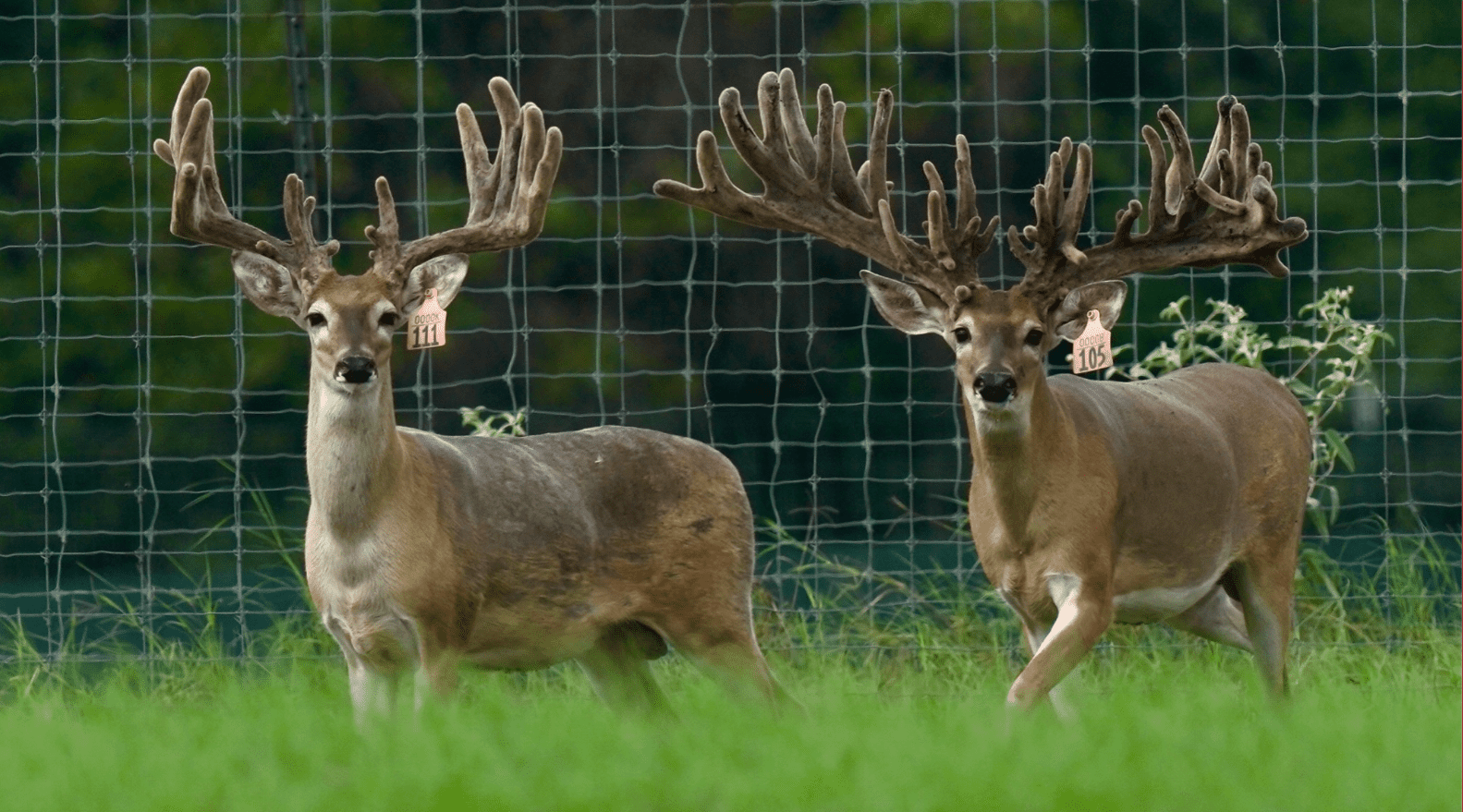 M3 Whitetails are Texas deer breeders that specialize in raising and selling whitetail Breeder Bucks, whitetail DMP Bucks, whitetail Stocker Bucks, as well as open and bred whitetail does. Big Texas Typicals are what buyers want when buying Texas DMP Bucks, Stocker Bucks, and Breeder Bucks. Our whitetail deer for sale are sure to impress prospective buyers and are priced competitively.