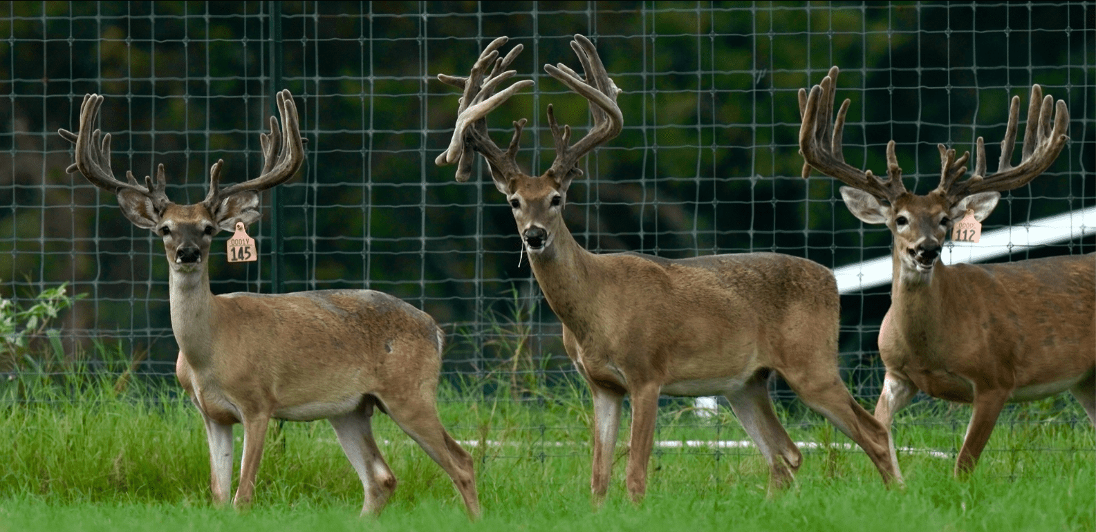 M3 Whitetails are Texas deer breeders that specialize in raising and selling whitetail Breeder Bucks, whitetail DMP Bucks, whitetail Stocker Bucks, as well as open and bred whitetail does. Big Texas Typicals are what buyers want when buying Texas DMP Bucks, Stocker Bucks, and Breeder Bucks. Our whitetail deer for sale are sure to impress prospective buyers and are priced competitively.